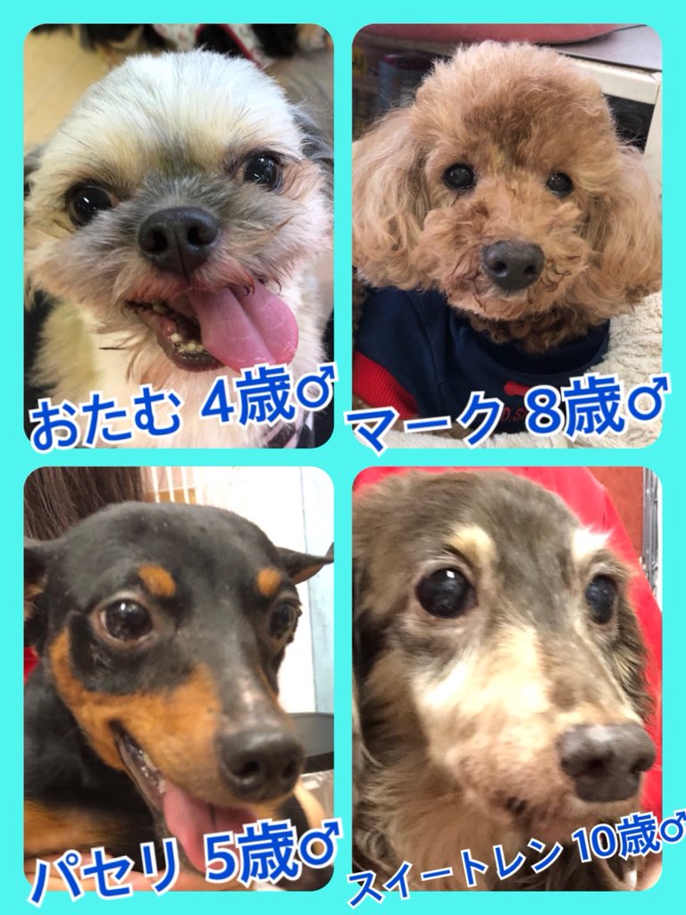 🐾今日の里親様募集中ワンコ🐶メンバーです🐾2019,7,3